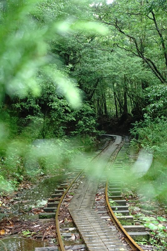 yakushima118