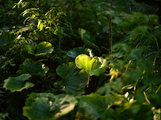yakushima135