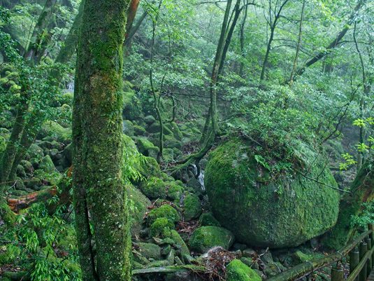 yakushima039