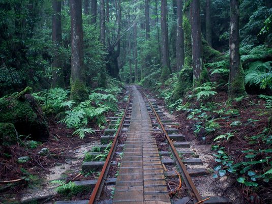 yakushima009