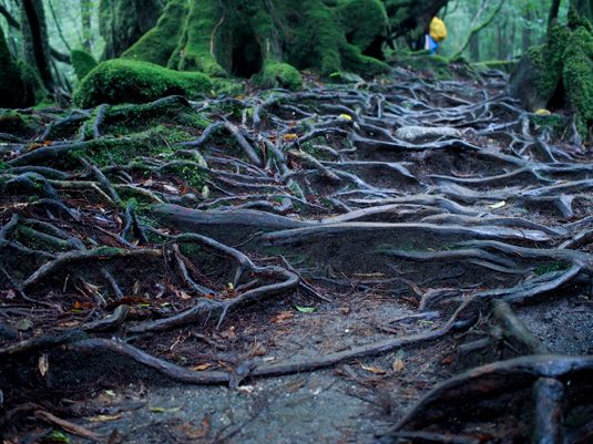 yakushima043