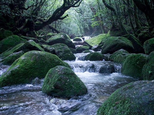 yakushima042