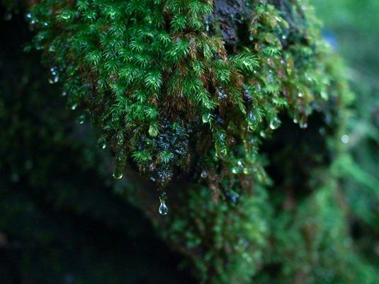 yakushima038