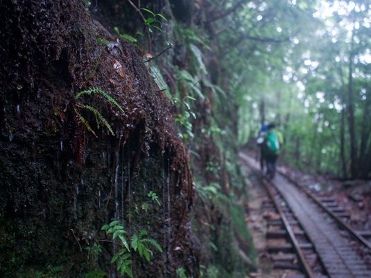 yakushima010