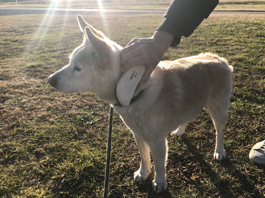 かなや刷子 ペットブラシ S型 スタイルストア