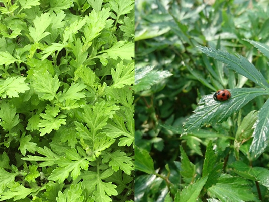 Jiwajiwa バスハーブ 3個入り スタイルストア