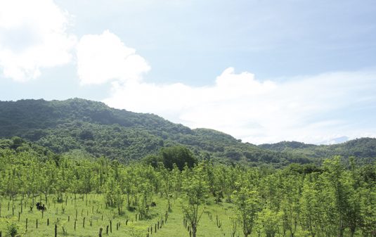 moringa_03