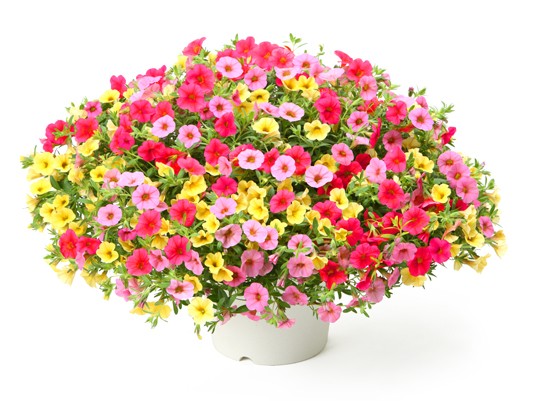 5 5 10着 着日指定不可 ミリオンベル ビビッド スタイルストア 5 5 10着 着日指定不可 ミリオンベル ビビッド スタイルストア